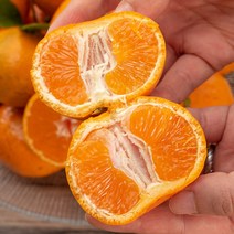 [은이세끼] 제주 노지 감귤 불로초귤 1.5kg 3kg 당도 선별, 제주 불로초 감귤 l 1.5kg l 2S-M