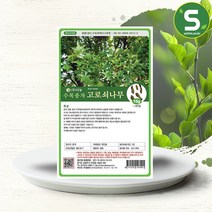 솔림텃밭몰 수목종자 고로쇠나무씨앗 15g 고로쇠나무종자 조경, 단품