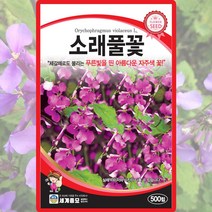 소래풀꽃 씨앗 소래풀꽃 씨 일년생 꽃 종자 500립, 단품