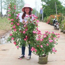 넝쿨 지지대 화관 꽃꽂이 재료 후지모토 안젤라 월계꽃 등나무 타기식물 장미분재 화훼정원 발코니 장미000350051, 01 앙젤라 높이 1015cm, 01 분기를 함유하지 않다