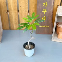 가꾸다 황칠나무S자수형형태 소품분재