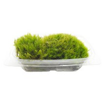 국산 꼬리이끼 알뜰팩(15cmx11cm), 1개