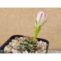 선인장/담시-1797 아프리카농장