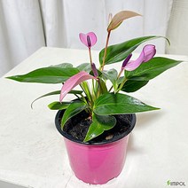 청년농부 깃털안시륨 이쁜식물 핑크식물 공기정화식물 안시리움 반려식물 소형식물 귀여운식물