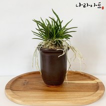 소엽란(대품) 풍란 동양란 난 난키우기 식물키우기 화초 모종 꽃 난화분 나라아트
