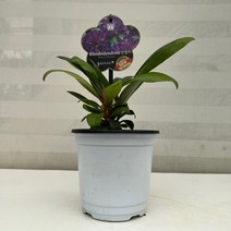 [다은꽃농원]NEW 만병초(소) 약초나무 천상초 키우기쉬운 실내공기정화식물 실내인테리어, 1개