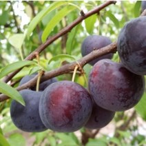 바이오체리 묘목 접목1년 1주, 상품선택