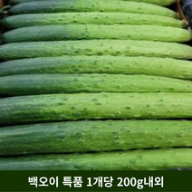 백오이 백다다기오이 오이소박이 당일물건, 10개, 1개당 200g내외