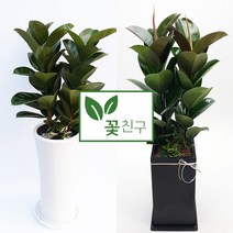 꽃친구 고무나무 개업 축하 집들이 이사 선물 화분 전북 당일배송, 고무나무 사기분 2호, 물받이바퀴받침(10.000원)