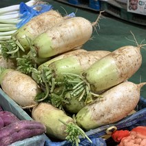 원동FS 국내산 고랭지 무 1개(1.5-2kg)