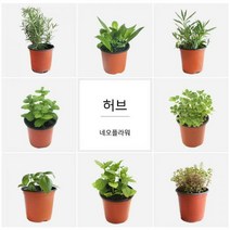 [딜]향기가 솔솔 허브 34종, H22.캣닢