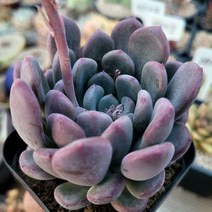 짱짱하고 곱게 물든 다육이 10종 모아보기, 2번  아르페쥬