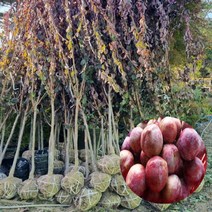 자두 특묘목 1주 왕피자두 자두나무묘목 결실주 과실수, 상세페이지 참조, 상세페이지 참조