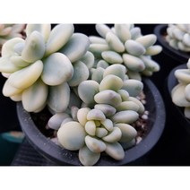 다육세상 다육이 라울금 자연 군생, 1개
