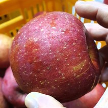 강원도 정선사과 부사 명품 명절 선물용 제수용 3kg 5kg, 부사 5kg 특대과(14과)(선물용 제수용 추천)