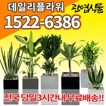 개업축하화분배달 개업식 인테리어식물 집들이 선물 금전수 스투키 산세베리아 만냥금 뱅갈고무나무 떡갈나무 알로카시아 소철 극락조 파키라 거실화분 실내화초, (선택118)아가베