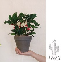 *티에라선인장* 빨간 열매가 탐스러운 천냥금 - 토분 3color, 쵸코 마블 토분 (받침포함)
