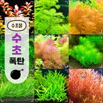 [수초몰] 수초폭탄 총 30촉 / 초보 수초 구피 어항 물고기 금붕어 열대어, 부상1종+중후경4종 30촉