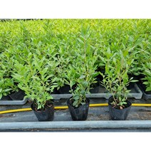 진달래나무(30cm이내) 묘목 포트묘 모종