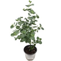 온정농원 유칼립투스폴리안 공기정화식물화분 58cm, 1개