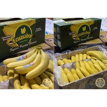 바나나 델몬트 돌 스미후루 에콰도르 고당도 바나나, 제수용 바나나 14kg(6송이)