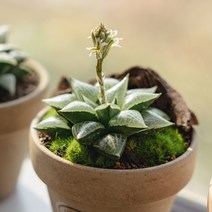 하월시아 옵투사 19종, 5 머스캣