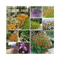 진입로에 적합한 징한 녀석들 씨앗10종 세트 마가렛 술패랭이꽃 천인국 프렌치메리골드 버베나 달버그데이지 미니백일홍 비스카리아 기생초 코스모스