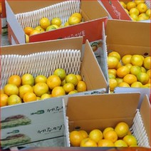 이든 노지감귤 제주명품 5kg (중) 제주조생귤 감귤 조생귤 부모님 친지 지인 선물 대량주문, 단품