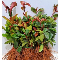 [이삽저삽] 홍가시 레드로빈묘목(20주/키20-25cm내외) 삽목2년 식재용 개량종 홍가시나무묘목/ 붉은 단풍나무 울타리용 조경수 정원수 관상용