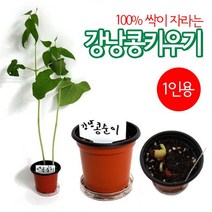 강낭콩기르기강낭콩키우기 받침포함1인용, 단품
