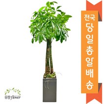 고급대형 화분 개업 축하 화분 전국 당일배송, 05. 파키라, 1개