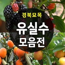 [경북농원] 유실수 나무묘목 종합모음전, 15.블루베리_메도우락2년생, 1개