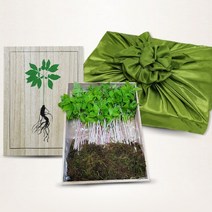 설명절 보모님 선물 국내 새싹삼 2년생삼 25CM 산 인삼 농장 풍기 싼삼 몸에좋은삼 새싹 자연산, 새싹삼20뿌리