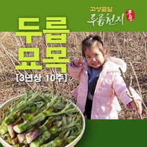 고성곰실 가시없는 참두릅묘목 3년상 10주 x 10묶음