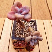 아메치스 동글이 미인 예쁜 다육식물1꺽1-60, 단품