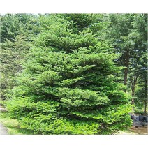 구상나무 / 1.5m / 분(NS), 1개