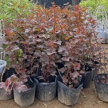 해찬농원 중국국수나무 황엽 자엽 조경수 관상수, 1개