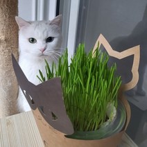 캣그라스 키우기 재배키트 고양이캣닢 수경재배 새싹보리 고양이헤어볼토 캣잎 캣입, 캣그라스 재배기(보리주머니1회분)