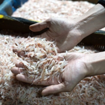 서해안 김장용생새우 햇생새우 1kg / 2kg(1kg+1kg) 급냉 11월조업, 2kg