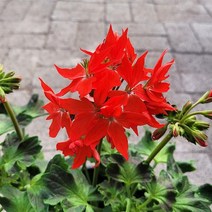 [어린모종]제라늄(영양계-조날) : 8cm분, 화이어워크 스칼렛, 1개