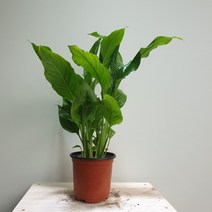 [나인에잇틴]롱 스파트필름 소품 공기정화식물