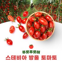 [프리미엄] 달콤한 꿀맛 스테비아 방울토마토 단마토 토망고 샤인마토, 3팩