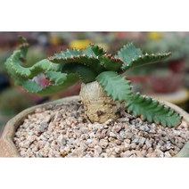 묵은 스텔라타 아프리카괴근식물 희귀다육, 1개