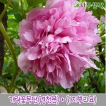 착한가격 나무생각 개량꽃목단(욱항)*(1지뿌리묘), 주
