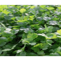 (성실L)고수모종 50개