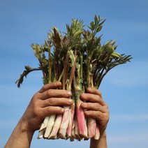 강원도 산지직송 두릅 300g 500g 1kg, 땅두릅1kg