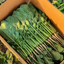 포천 싱싱팜 아삭 싱싱 어린 열무, 1개, 어린열무 3kg
