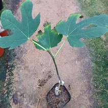 무화과 신품종 RDB(론드보르도) 포트묘목1주, 1개