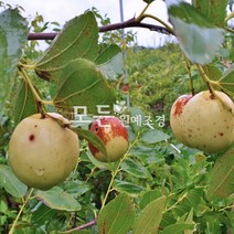 [모든원예조경] 왕대추나무 (접목1년생) 특묘 대추묘목 사과