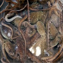 수산물백화점 통영어부가 잡은 자연산 산낙지 (3미) 중/대사이즈-연포탕 해신탕 탕탕이, 3마리(대), 1200~1500g